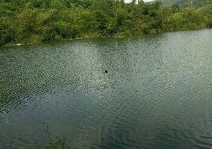 东风水库爆料视频最新,揭秘水库神秘面纱背后的故事